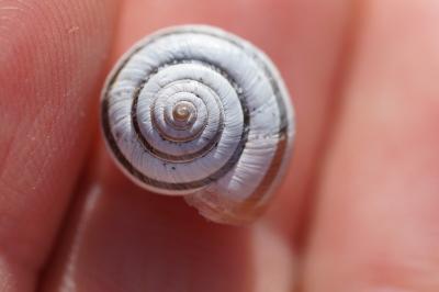 <i>Helicella itala</i>