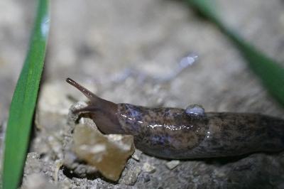 <i>Deroceras reticulatum</i>