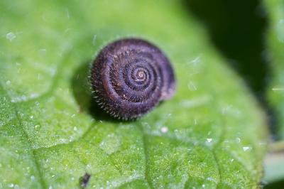 <i>Trochulus hispidus</i>