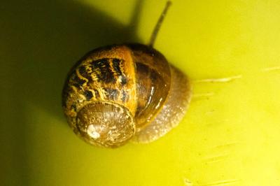 <i>Cornu aspersum</i>