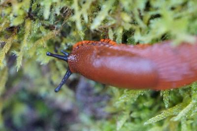 <i>Arion ater rufus</i>