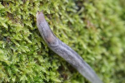 <i>Lehmannia marginata</i>