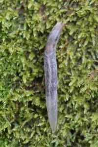 <i>Lehmannia marginata</i>