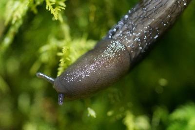 <i>Limax cinereoniger</i>