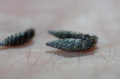 <i>Clausilia bidentata</i>