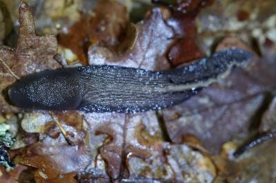 <i>Limax cinereoniger</i>