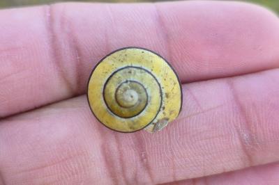 <i>Cepaea nemoralis</i>