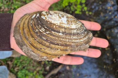 <i>Anodonta cygnea</i>