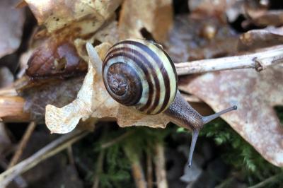 <i>Cepaea hortensis</i>