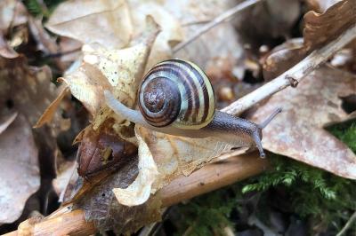 <i>Cepaea hortensis</i>