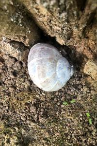 <i>Helix pomatia</i>