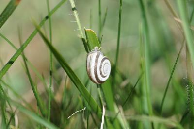 <i>Helicella itala</i>