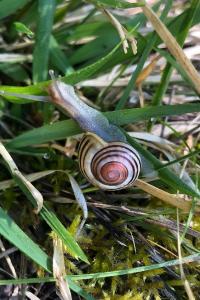 <i>Cepaea hortensis</i>