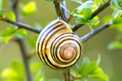 <i>Cepaea hortensis</i>
