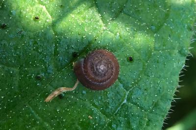 <i>Trochulus hispidus</i>