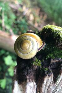 <i>Cepaea nemoralis</i>