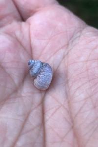 <i>Pomatias elegans</i>