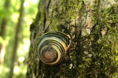 <i>Cepaea nemoralis</i>