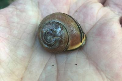 <i>Cepaea nemoralis</i>
