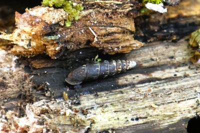 <i>Clausilia bidentata</i>