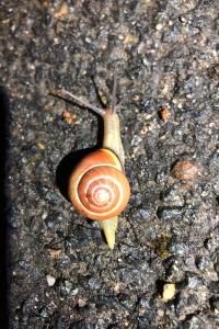 <i>Cepaea nemoralis</i>