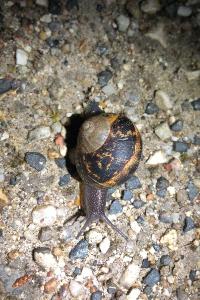 <i>Cornu aspersum</i>