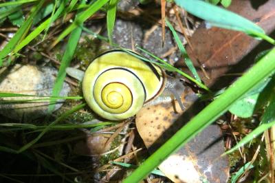 <i>Cepaea nemoralis</i>