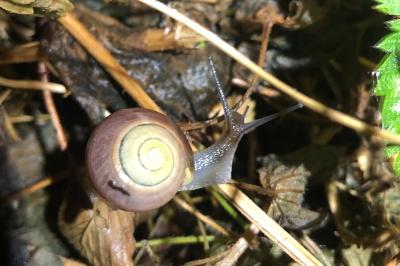 <i>Cepaea nemoralis</i>