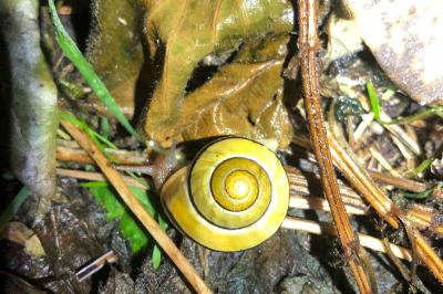 <i>Cepaea hortensis</i>