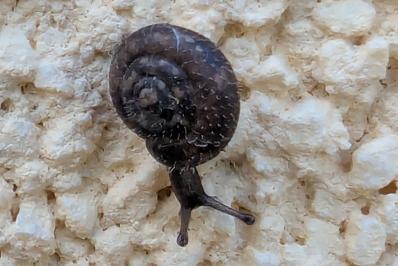 <i>Trochulus hispidus</i>