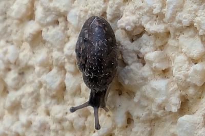 <i>Trochulus hispidus</i>