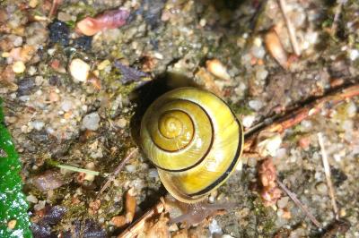 <i>Cepaea hortensis</i>