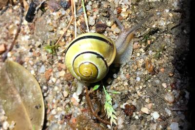 <i>Cepaea hortensis</i>