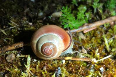 <i>Cepaea nemoralis</i>