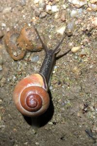 <i>Cepaea nemoralis</i>