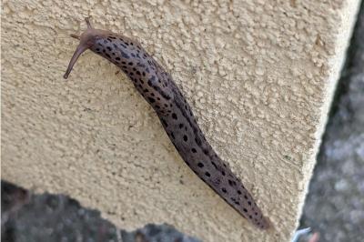 <i>Limax maximus</i>
