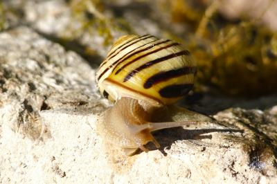<i>Cepaea hortensis</i>