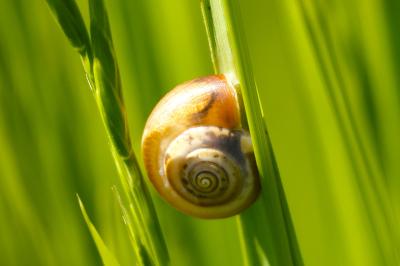 <i>Monacha cartusiana</i>