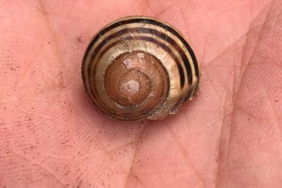 <i>Cepaea</i>