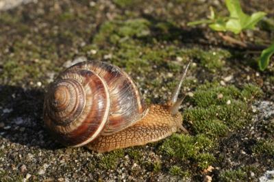 <i>Helix lucorum</i>