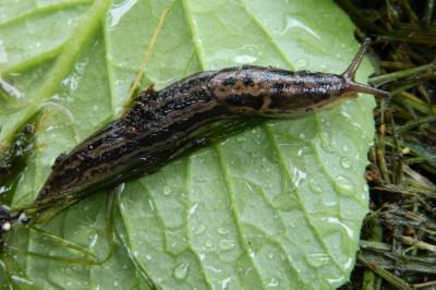 <i>Limax maximus</i>