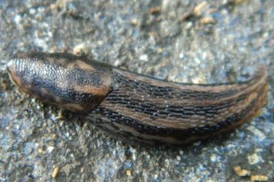 <i>Limax maximus</i>