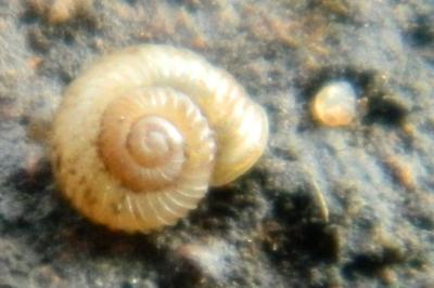 <i>Vallonia costata</i>