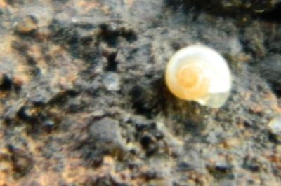 <i>Vitrina pellucida</i>