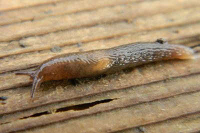 <i>Deroceras invadens</i>
