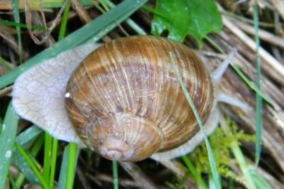 Helix pomatia