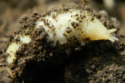 <i>Testacella haliotidea</i>