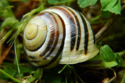 <i>Cepaea hortensis</i>
