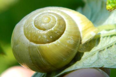 <i>Cepaea hortensis</i>