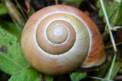 <i>Cepaea nemoralis</i>